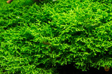 Lade das Bild in den Galerie-Viewer, Mini Pellia Moos / kleines Korallenmoos | Riccardia "Graeffei" | In Vitro Aquariummoos im Garnelenaquarium