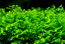 Lade das Bild in den Galerie-Viewer, Mini Pellia Moos / kleines Korallenmoos | Riccardia "Graeffei" | In Vitro Aquariummoos im Nanoaquarium