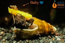 Lade das Bild in den Galerie-Viewer, Koreanische Turmdeckelschnecke | TDS Korea | Semisulcospira Gottschei - Babyschnecke / Nachwuchs im Aquarium