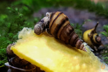 Lade das Bild in den Galerie-Viewer, Koreanische Turmdeckelschnecke | TDS Korea | Semisulcospira Gottschei - Rarität frisst Hokkaido Kürbis