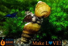 Lade das Bild in den Galerie-Viewer, Koreanische Turmdeckelschnecke | TDS Korea | Semisulcospira Gottschei - bei der Paarung / Vermehrung