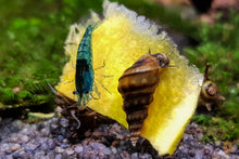 Lade das Bild in den Galerie-Viewer, Koreanische Turmdeckelschnecke | TDS Korea | Semisulcospira Gottschei - Rarität und Garnele im Aquarium