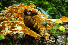 Lade das Bild in den Galerie-Viewer, Koreanische Turmdeckelschnecke | TDS Korea | Semisulcospira Gottschei - mit Blue Pearl Garnelen