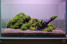 Lade das Bild in den Galerie-Viewer, Flammenmoos | Taxiphyllum 'Flame Moss' | Aquariummoos im Aquascape Aquarium
