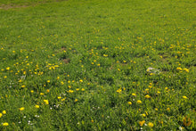 Lade das Bild in den Galerie-Viewer, Löwenzahn Blätter getrocknet | Premium Qualität