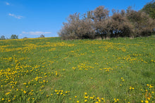 Lade das Bild in den Galerie-Viewer, Löwenzahn Blätter getrocknet | Premium Qualität