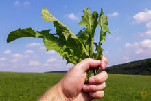 Lade das Bild in den Galerie-Viewer, Löwenzahn Blätter getrocknet | Premium Qualität