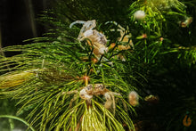 Lade das Bild in den Galerie-Viewer, Mikrokrabbe / Microkrabbe | Lebt unter Wasser | Limnopilos naiyanetri auf Hornkraut