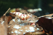 Lade das Bild in den Galerie-Viewer, Fancy Tiger auf Aqua Birne - Premium Mineral Powder | Natürlicher Wasseraufbereiter + Mineralien im Garnelenaquarium