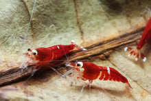 Lade das Bild in den Galerie-Viewer, Super Crystal Red Garnelen | SCR | Caridina logemanni auf einem Seemandelbaumblatt