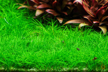 Lade das Bild in den Galerie-Viewer, Mini Nadelsimse | Eleocharis "Mini" | In Vitro Aquariumpflanze im Aquarium
