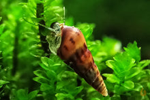 Lade das Bild in den Galerie-Viewer, Mokka Turmdeckelschnecke | TDS Kaffee | Melanoides tuberculata auf Rare Moos im Aquarium
