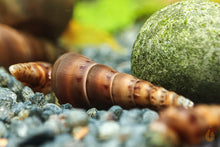 Lade das Bild in den Galerie-Viewer, Mokka Turmdeckelschnecke | TDS Kaffee | Melanoides tuberculata auf Rare Moos im Aquarium
