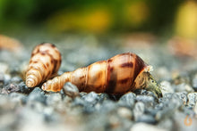 Lade das Bild in den Galerie-Viewer, Mokka Turmdeckelschnecken | TDS Kaffee | Melanoides tuberculata