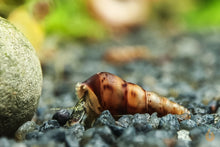 Lade das Bild in den Galerie-Viewer, Mokka Turmdeckelschnecke | TDS Kaffee | Melanoides tuberculata auf dem Bodengrund im Aquarium