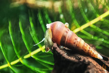 Lade das Bild in den Galerie-Viewer, Mokka Turmdeckelschnecke | TDS Kaffee | Melanoides tuberculata auf einer Wurzel im Aquarium