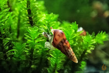 Lade das Bild in den Galerie-Viewer, Mokka Turmdeckelschnecke | TDS Kaffee | Melanoides tuberculata auf Rare Moos im Aquarium