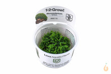 Lade das Bild in den Galerie-Viewer, Tropica - Zartes Lebermoos | Monosolenium tenerum | In Vitro Aquariummoos