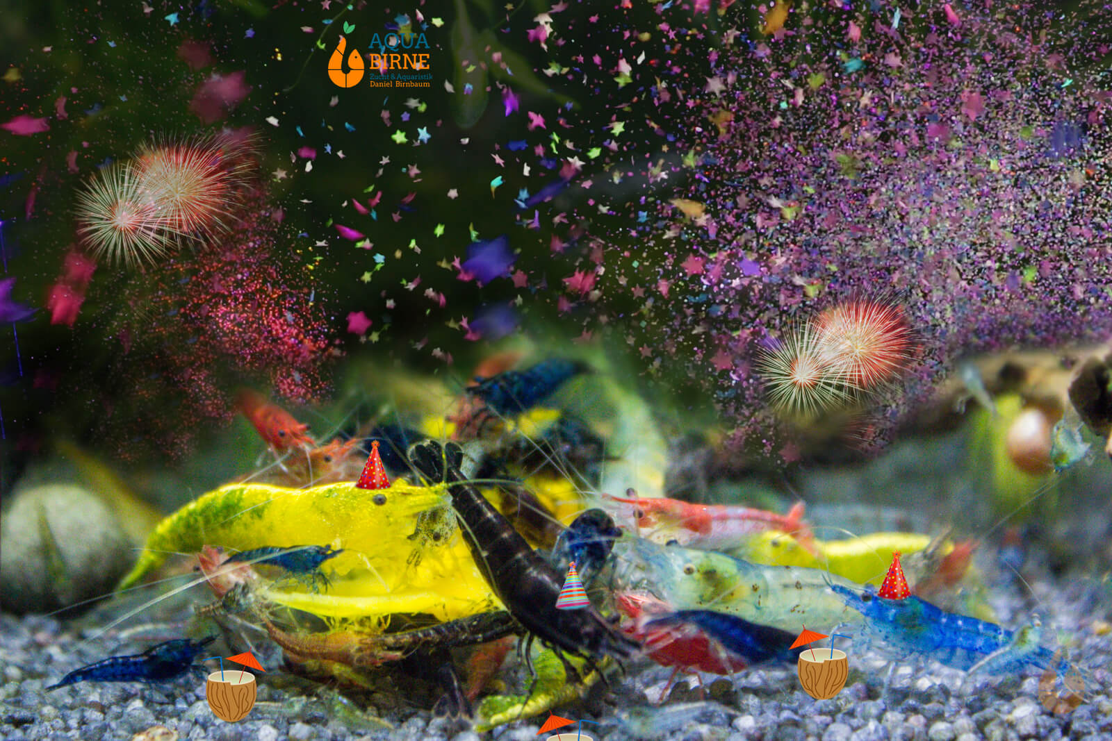 Bunter Neocaridina Garnelen Party-Mix