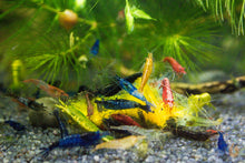 Lade das Bild in den Galerie-Viewer, Neocaridina Garnelen Party-Mix | Bunte Farbmischung 10 Stück