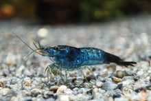 Lade das Bild in den Galerie-Viewer, Neocaridina Garnelen Party-Mix | Bunte Farbmischung