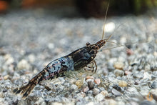 Lade das Bild in den Galerie-Viewer, Neocaridina Garnelen Party-Mix | Bunte Farbmischung