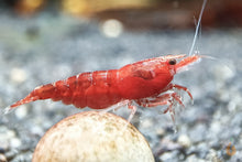 Lade das Bild in den Galerie-Viewer, Neocaridina Garnelen Party-Mix | Bunte Farbmischung