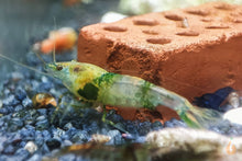 Lade das Bild in den Galerie-Viewer, Neocaridina Garnelen Party-Mix | Bunte Farbmischung