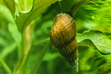 Lade das Bild in den Galerie-Viewer, Noppen Turmdeckelschnecke | Nöppi TDS | Tarebia granifera im Aquarium