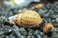 Lade das Bild in den Galerie-Viewer, Noppen Turmdeckelschnecken | Nöppi TDS | Tarebia granifera im Nano Aquarium