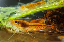 Lade das Bild in den Galerie-Viewer, Orange Hokkaido Bee Garnele | Caridina sp. im Aquascape Aquarium
