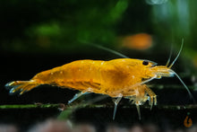 Lade das Bild in den Galerie-Viewer, Orange Hokkaido Bee Garnele | Caridina sp.