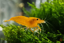 Lade das Bild in den Galerie-Viewer, Orange Hokkaido Bee Garnele | Caridina sp.