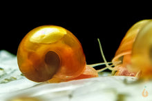 Lade das Bild in den Galerie-Viewer, Orange / Rote Posthornschnecken | PHS Orange | Helisoma cf.anceps