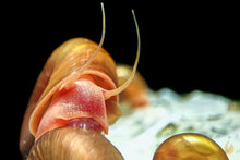 Lade das Bild in den Galerie-Viewer, Orange / Rote Posthornschnecke | PHS Rot | Helisoma cf.anceps