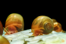 Lade das Bild in den Galerie-Viewer, Orange / Rote Posthornschnecke | PHS Orange | Helisoma cf.anceps