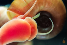 Lade das Bild in den Galerie-Viewer, Orange / Rote Posthornschnecke | PHS Orange | Helisoma cf.anceps