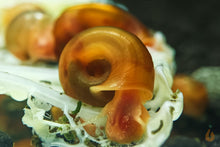 Lade das Bild in den Galerie-Viewer, Orange / Rote Posthornschnecke | PHS Orange | Helisoma cf.anceps