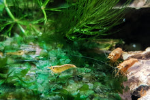 Lade das Bild in den Galerie-Viewer, Orange Sakura Backline Garnele | Neocaridina davidi "Orange" im Nano Aquascaping Aquarium