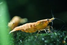 Lade das Bild in den Galerie-Viewer, Orange Sakura Backline Garnele | Neocaridina davidi "Orange" im Garnelenaquarium