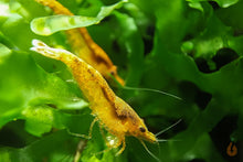 Lade das Bild in den Galerie-Viewer, Orange Sakura Backline Garnele | Neocaridina davidi "Orange" im Aquasacpe Aquarium