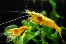 Lade das Bild in den Galerie-Viewer, Orange Sakura Backline Garnele | Neocaridina davidi "Orange" im Nano Aquarium