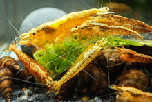 Lade das Bild in den Galerie-Viewer, Orange Sakura Backline Garnele | Neocaridina davidi "Orange" im Nano Aquarium Gruppenbild