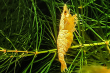 Lade das Bild in den Galerie-Viewer, Orange Sakura Backline Garnele | Neocaridina davidi "Orange" im Nanoaquarium