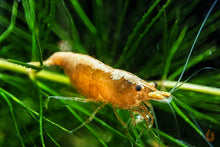 Lade das Bild in den Galerie-Viewer, Orange Sakura Backline Garnele | Neocaridina davidi "Orange" im Aquarium Nahaufnahme