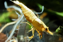 Lade das Bild in den Galerie-Viewer, Orange Sakura Backline Garnele | Neocaridina davidi "Orange" im Aquarium