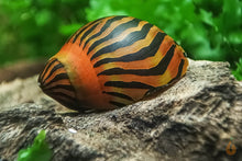 Lade das Bild in den Galerie-Viewer, Orange Track Rennschnecke / Napfschnecke | Vittina Semiconica im Aquarium