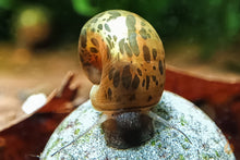 Lade das Bild in den Galerie-Viewer, Braune Posthornschnecke | PHS Braun / Leopard | Helisoma cf.anceps