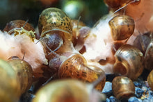 Lade das Bild in den Galerie-Viewer, Braune Posthornschnecke | PHS Braun / Leopard | Helisoma cf.anceps