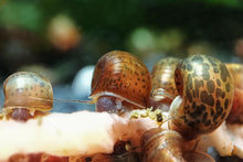 Lade das Bild in den Galerie-Viewer, Braune Posthornschnecke | PHS Braun / Leopard | Helisoma cf.anceps